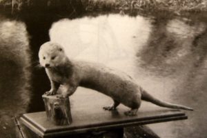 Streekmuseum Reeuwijk - Otter bijna uitgestorven